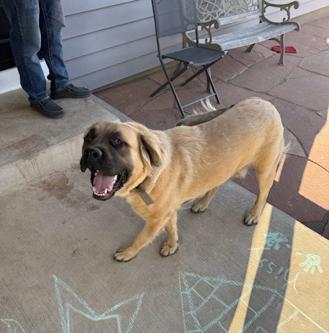 ZEUS, an adoptable Mastiff in Fort Collins, CO
