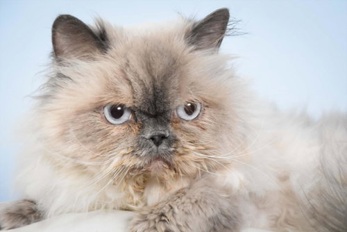 picture of the cat needing adoption