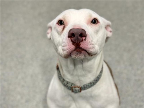 FERN, an adoptable American Pit Bull Terrier in Fort Collins, CO
