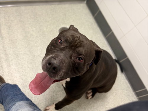 STOOGE, an adoptable American Staffordshire Terrier in Fort Collins, CO