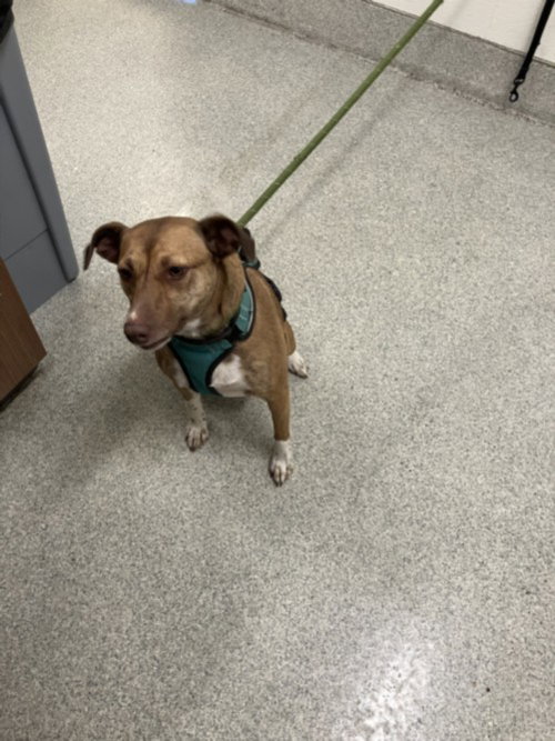 GLADYS, an adoptable Basenji in Fort Collins, CO