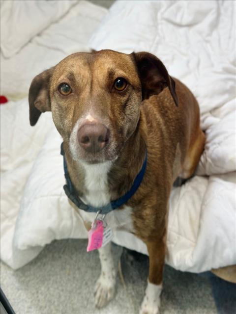 picture of the dog needing adoption