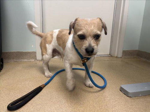 GIORNELI, an adoptable Shih Tzu in Fort Collins, CO