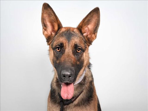 MAGS, an adoptable German Shepherd Dog in Fort Collins, CO