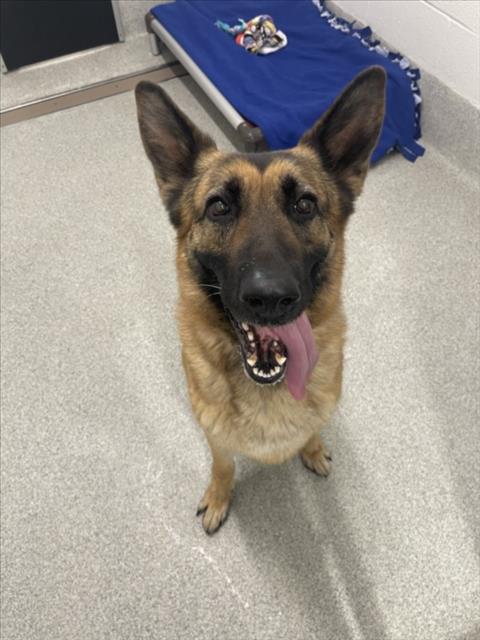 NALA, an adoptable German Shepherd Dog in Fort Collins, CO