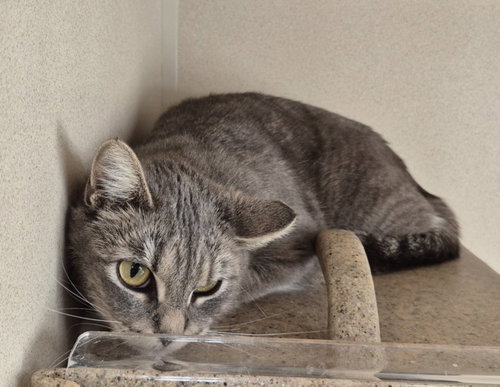 picture of the cat needing adoption