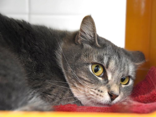SPIDER-GWEN, Adult Domestic Short Hair (medium coat), cat for adoption in Northglenn, Colorado