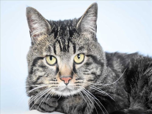 picture of the cat needing adoption