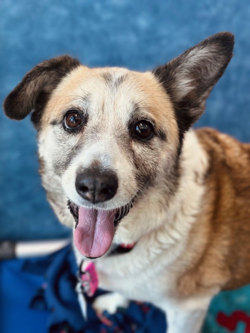 picture of the dog needing adoption