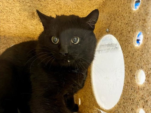 GUSTER, Adult Domestic Short Hair (medium coat), cat for adoption in Northglenn, Colorado