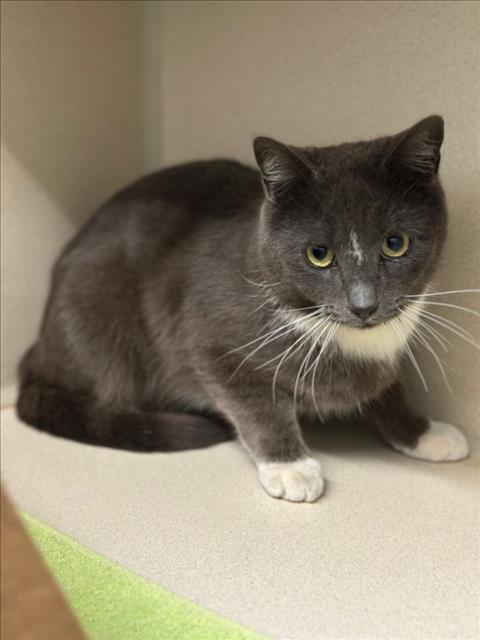 DAKOTA, Adult Domestic Short Hair (medium coat), cat for adoption in Northglenn, Colorado