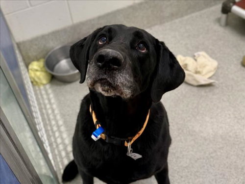 picture of the dog needing adoption