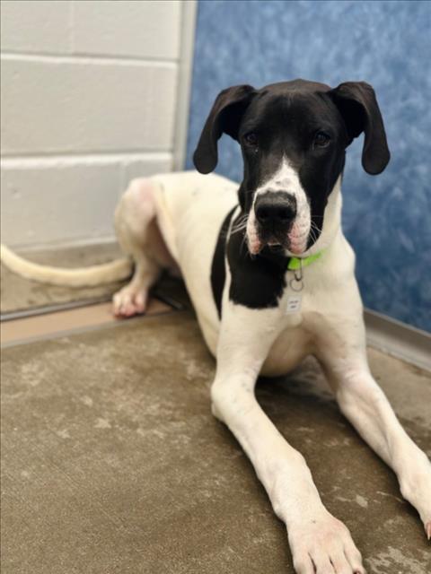 picture of the dog needing adoption