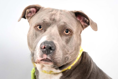 SUMMER, an adoptable Pit Bull Terrier in Fort Collins, CO