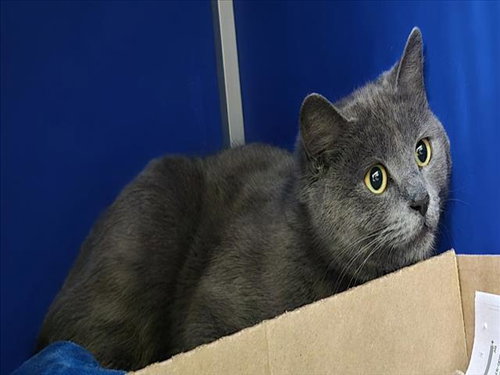 TOFU, Young Domestic Short Hair (medium coat), cat for adoption in Northglenn, Colorado