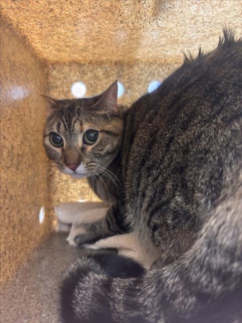 RAMBUTAN, Adult Domestic Short Hair (medium coat), cat for adoption in Northglenn, Colorado