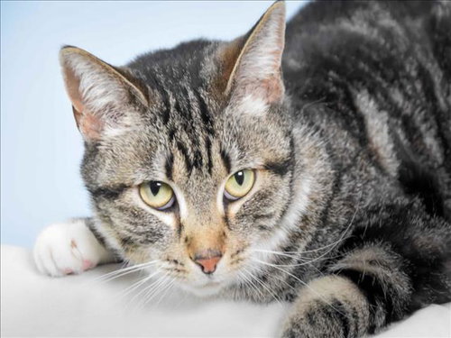 VIVA, Adult Domestic Short Hair (medium coat), cat for adoption in Northglenn, Colorado