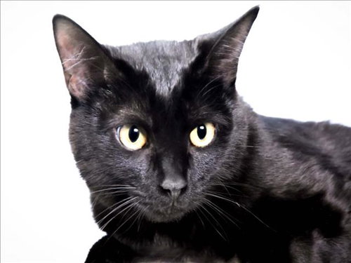 HAZEL, Young Domestic Short Hair (medium coat), cat for adoption in Northglenn, Colorado