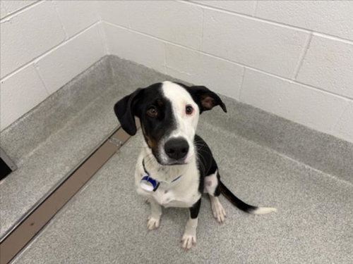 SHILOH, an adoptable Border Collie in Fort Collins, CO