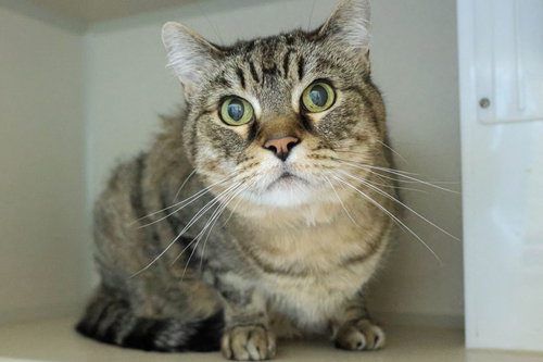 JACK, Senior Domestic Short Hair (medium coat), cat for adoption in Northglenn, Colorado