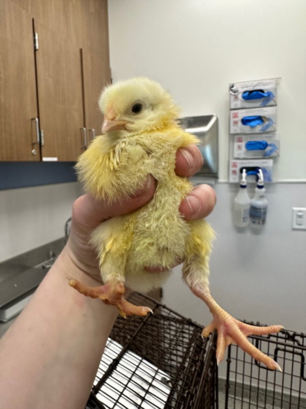 CLUCK