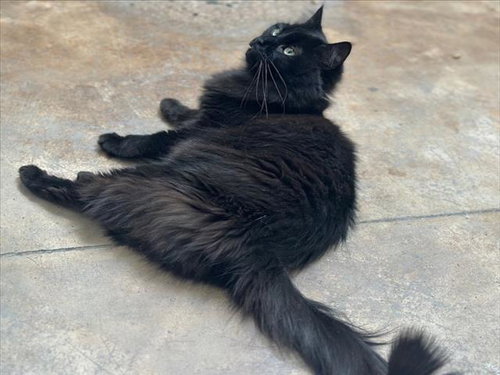 TAMY, Adult Domestic Long Hair (medium coat), cat for adoption in Northglenn, Colorado