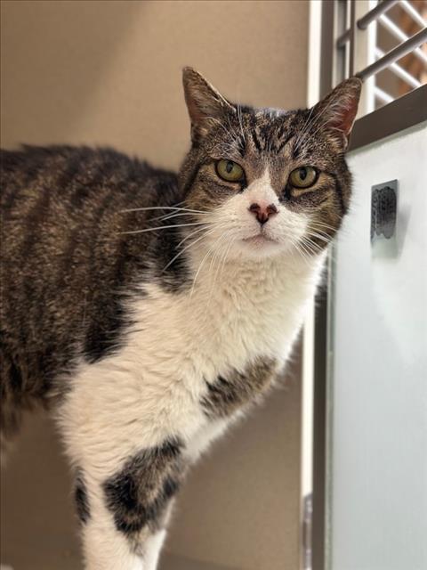 JULIEN, Adult Domestic Short Hair (medium coat), cat for adoption in Northglenn, Colorado