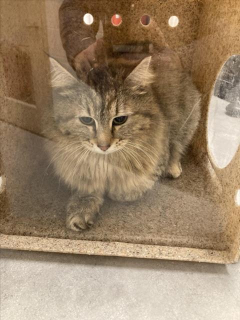 GRACIE