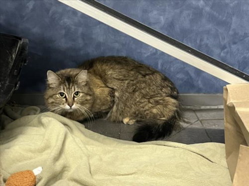 GRACIE, an adoptable Domestic Long Hair in Fort Collins, CO