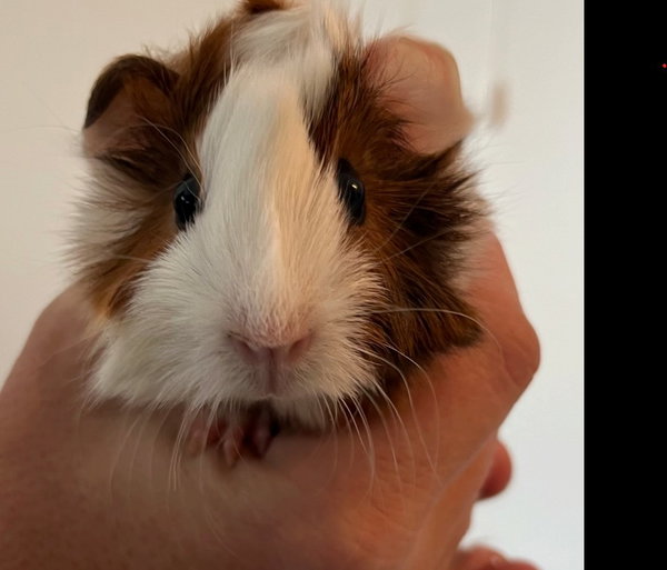 COCOA