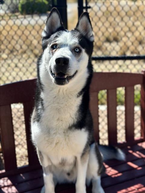 MYLO, an adoptable Siberian Husky in Fort Collins, CO