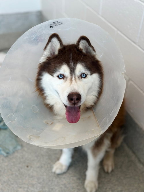 ZANDER, an adoptable Siberian Husky in Fort Collins, CO