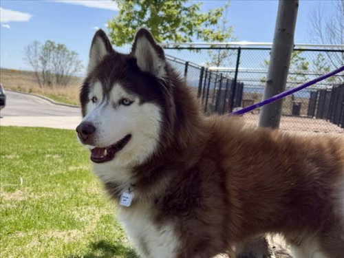 ZANDER, an adoptable Siberian Husky in Fort Collins, CO