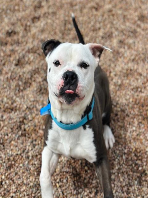 CHIEF, an adoptable American Pit Bull Terrier in Fort Collins, CO