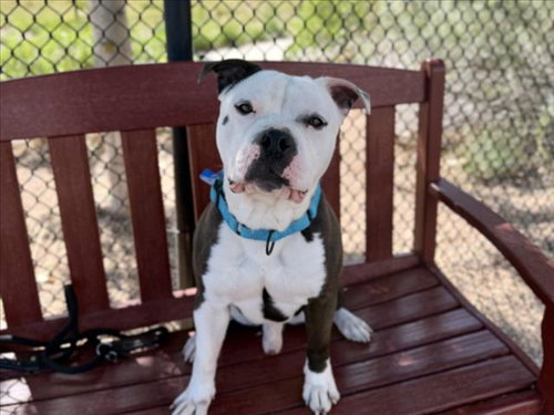CHIEF, an adoptable American Pit Bull Terrier in Fort Collins, CO