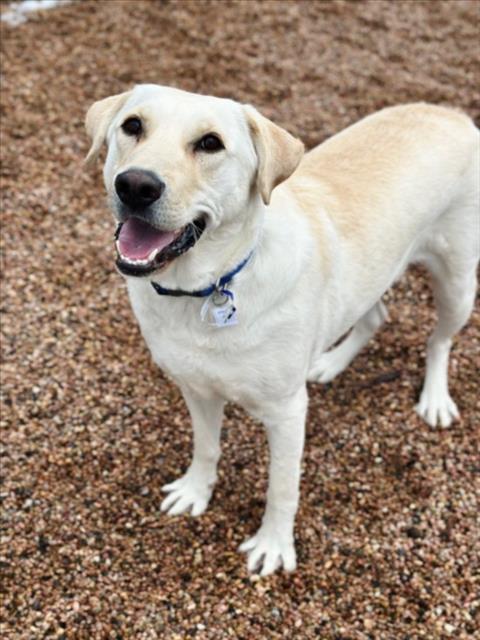 RIP, an adoptable Labrador Retriever in Fort Collins, CO