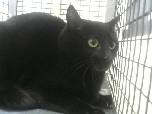 SALSA, an adoptable Domestic Short Hair in Fort Collins, CO