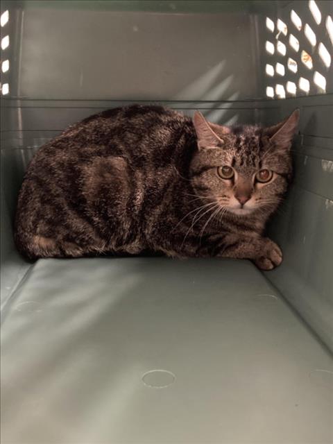 XENA, an adoptable Domestic Short Hair in Fort Collins, CO
