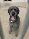 GRIFFIN - Photo 1