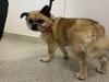 PEPPER JOE - Photo 1