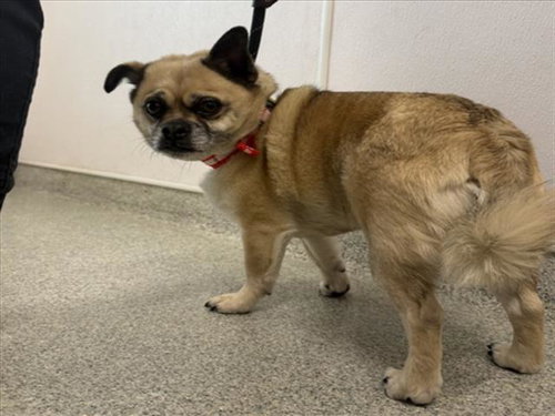 PEPPER JOE - Pug / Pomeranian available for adoption