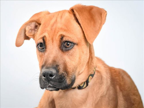 CLAM, an adoptable Black Mouth Cur in Fort Collins, CO