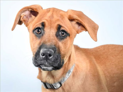 OYSTER, an adoptable Black Mouth Cur in Fort Collins, CO