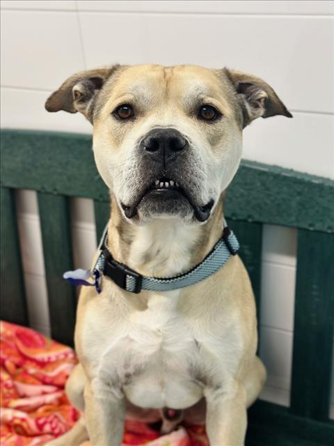 CHANCE, an adoptable Pit Bull Terrier in Fort Collins, CO