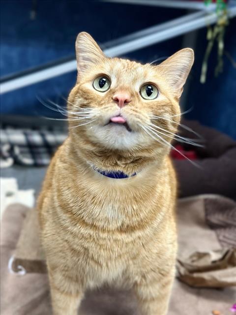 KAT, an adoptable Domestic Short Hair in Fort Collins, CO