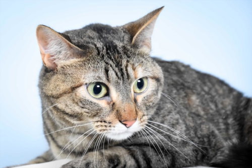 PEPPER, an adoptable Domestic Short Hair in Fort Collins, CO