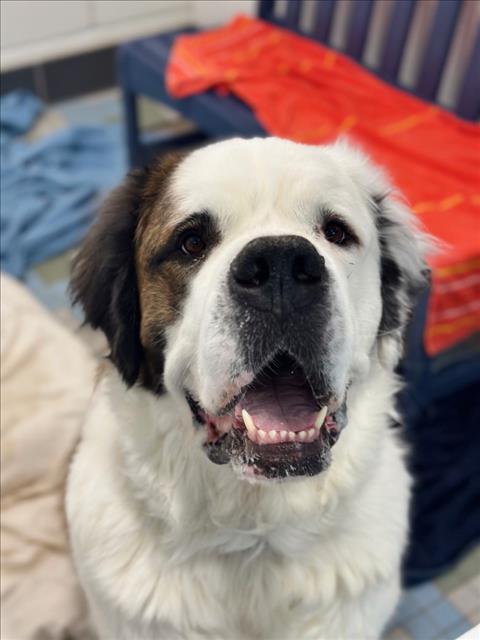 SPENCER, an adoptable Saint Bernard in Fort Collins, CO