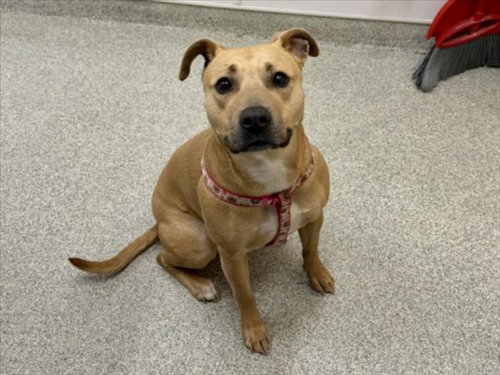 DOLLY, an adoptable Black Mouth Cur in Fort Collins, CO