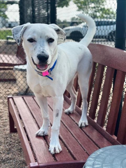 ELSA, an adoptable Dalmatian in Fort Collins, CO