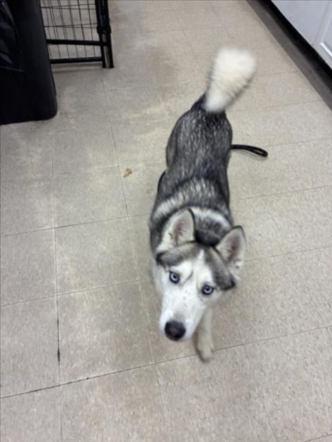 FRECKLES, an adoptable Siberian Husky in Fort Collins, CO